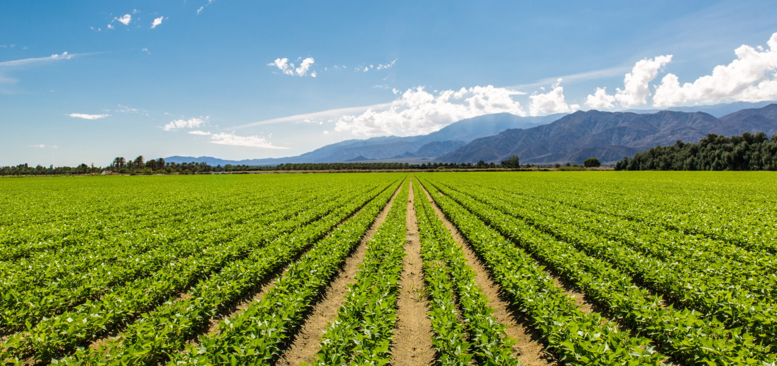 California farmland with crop rows and mountains in the background